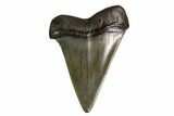 Fossil Mako Shark Tooth - Georgia #158766-1